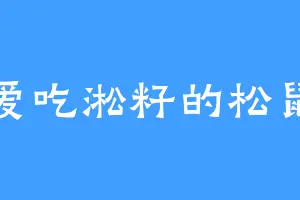 爱吃淞籽的松鼠