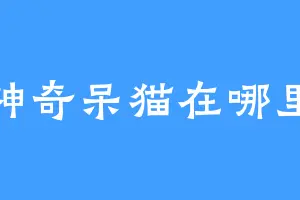 神奇呆猫在哪里